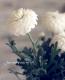 <i>Argyranthemum</i><BR><BR>���ʼ�ޡ�����å�<BR>�إޥ륳���å���