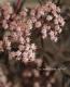 <i>Sambucus nigra</i><BR><BR>�������ڡ�����֥���<BR>�إ֥�å��졼����<BR>��̾�����Υ˥�ȥ���