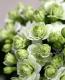 <i>Kalanchoe</i><BR><BR>äο<BR>󥳥<BR>إѥ-륰꡼-