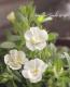 <i>Calibrachoa sp</i><BR><BR>Ȭź餭֥饳<BR>ڥƥ֥<BR>إ֥ۥ磻ȡ