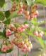<i> Enkianthus perulatus</i><BR><BR>���ȹ��ӥɥ�����ĥĥ�