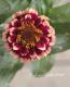 <i>Zinnia haageana</i><BR><BR>ƥʿ礤<BR>˥ƥå<BR>إСǥ
