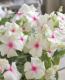 <i>Catharanthus roseus</i><BR><BR>�˥��˥�����<BR>�إ��ޡ��ߥ�ȡ���åɥ�����