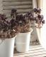 <i>Aeonium arboreum</i><BR><BR>���󥷥�󡦥������˥���<BR>�ع�ˡ�ա�