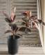 <i>Ficus altissima</i><BR><BR>���տ�ʪ<BR>������若�����<BR>�إե���������ӡ���