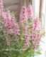 <i>Angelonia angustifolia</i><BR><BR>���󥲥��˥�<BR>�إԥ󥯡�