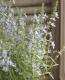 <i>Salvia azurea</i><BR><BR>����ӥ�<BR>�إ����쥢��