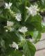 <i>Jasminum sambac</i><BR><BR>ȾȬ�ťޥĥꥫ <BR>�إ���ӥ����㥹�ߥ��