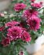 <i>Chrysanthemum </i><BR><BR>ݥåȥޥ<BR>إ꡼ԥ󥯡