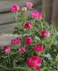 <i>Rosa.Min</i><BR><BR>�ߥ˥Х��ֲ֥�󥲥�����<BR>�إ�����Ȭ����ɱ -���ĥҥ�-��