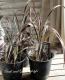 <i>Phormium tenax</i><BR><BR>���㡼�פʥ饤��<BR>�˥塼�������<BR>�إѥåɥ֥�å���