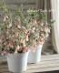 <i>Correa decumbens</i><BR><BR>�������Υ٥뷿�֡�<BR>�����쥢�����ꥹ�ޥ��٥�<BR>�إߥ������٥�ۥ磻�ȡ�