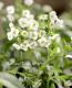 <i>Lobularia hybrid</i><BR><BR>���٥����ѡ�����å���<BR>�إ���С����ȥ꡼���