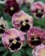 <i>Viola��wittrockiana</i><BR><BR�ե��ѥ󥸡�<BR>�եꥺ�륷����<BR>�إѥå����ե롼�ġ�