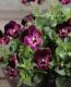<i>Viola��wittrockiana </i><BR><BR>��⤫�ӥ���<BR>�ؤ襤���⤫��
