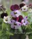 <i>Viola��wittrockiana </i><BR><BR>�ߤ�ȥӥ��顦�ѥ��ƥ륿����<BR>�ؾ�����ץ���