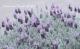 <i>Lavandula stoechas</i><BR><BR>�ץ���ʥ�٥����<BR>�إ���С����̡�����