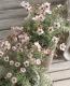 <i>Leptospermum scoparium</i><BR><BR>˶в<BR>֥奦Х