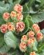 <i>Primula juriana hybrid</i><BR><BR>�ץ��顦����ꥢ��<BR> �إ�������