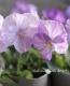 <i>Viola ordorata</i><BR><BR>���󥰥�å���ӥ���<BR>�ɺ��ӥ���<BR>�إ���ӥ͡�