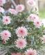 <i>Argyranthemum frutescens</i><BR><BR>���֥餵��Υޡ�����å�<BR>�Υ������꡼��<BR>�ؤ�����������