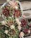 <i>Sempervivum</i><BR><BR>�����ࡦ����ڥ�ӥ���<BR>������إХ˥饷�ե����