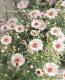 <i>Argyranthemum frutescens</i><BR><BR>�ޡ�����å�<BR>�ϥˡ��ӡ����꡼��<BR>�إ��֥�ۥ磻�ȥԥ󥯡�