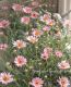 <i>Argyranthemum frutescens</i><BR><BR>�ޡ�����å�<BR>�ϥˡ��ӡ����꡼��<BR>�إ饤�ȥԥ󥯥�����������