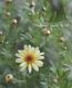 <i>Argyranthemum frutescens</i><BR><BR>�ޡ�����å�<BR>�ϥˡ��ӡ����꡼��<BR>�إ��֥륤��������
