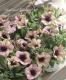 <i>Petuniahybrida</i><BR><BR>ڥ˥ץߥॳ쥯<BR>إס