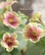 <i>Petunia��hybrida</i><BR><BR>���֥餵��Υڥ���˥�<BR>�إ��������ޥ��å���