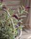 <i>Lysimachia atropurpurea</i><BR><BR>�ꥷ�ޥ���<BR>�إܥ���졼��