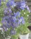 <i>Delphinium</i><BR><BR>�ǥ�ե��˥���<BR>�إ֥롼��