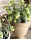 <i>Origanum rotundifolium</i><BR><BR>饤࿧β֥쥬<BR>إեꥢ