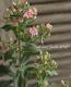 <i>Phlox paniculata</i><BR><BR>ɺեå إ쥪