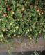 <i>Cranberry</i><BR><BR>�����٥꡼<BR>��̾�ؤĤ뤳������<BR>Ķ����ץ�󥿡���