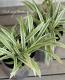 <i>Carex</i><BR><BR>����å���<BR>�إȥ쥸�㡼�������ɡ�