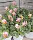 <i>Petunia��hybrida</i><BR><BR>������ݤ���<BR>�ӥ���إե���ե��ꥢ��