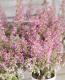 <i>Erica melanthera</i><BR><BR>���ꥫ �����󥻥�<BR>�إӥ꡼�֥�����ɡ�