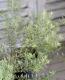 <i>Westringia fruticosa</i><BR><BR>ȥꥢ󡦥ޥ꡼<BR>ȥ󥮥<BR>إ˥ȡ