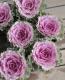 <i>Brassica</i><BR><BR>�󤻿������������ղ�ð��<BR>�ե�󥸥ԥ󥯡�3�ĥ��åȡ�
