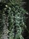 <i>Aeschynanthus </i><BR><BR>��ȥ��åȤ�tef*tef*Green�����ǥ��͡���<BR>�إ������ʥ󥵥��ߥ֥ꥭ��