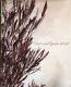 <i>Dodonaea viscosa</i><BR><BR>�ɥɥʥ���������������<BR>�����ʼ�إ�ȥ�ե����䡼��