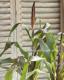<i>Pennisetum glaucum</i><BR><BR>�����ӡ������ʥ�󥿥�ߥ�å�<BR>�إѡ��ץ�ޥ������ƥ���