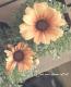 <i>Chrysanthemum frutescens</i><BR><BR>�Ѥ��餭�ޡ�����å�<BR>�إԡ������������