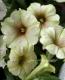 <i>Petunia x hybrida</i><BR><BR>īҥޥ󡦥ڥ˥<BR>إѥ