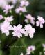 <i>Purimura malacoides<BR>��mellow shower��</i><BR><BR>��ױ�ݥ��ꥸ�ʥ��ʼ�<BR>�դäѤ������ι���<BR>Ȭ�ź餭�ץ��顦�ޥ饳���ǥ�<BR>�إ����������