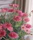 Argyranthemum frutescens<BR><BR>�ޡ�����åȡ����ޡ�����<BR>�إǥ����ץ�������