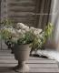Euphorbia hybrid<BR><BR>Ȭ�ź餭���桼�ե���ӥ�<BR>�إ�������ɥե�����