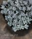 <i>Sedum spathulifolium</i><BR><BR>�⤳�⤳�����֤Τ褦��<BR>�إ����ץ֥�󥳡�